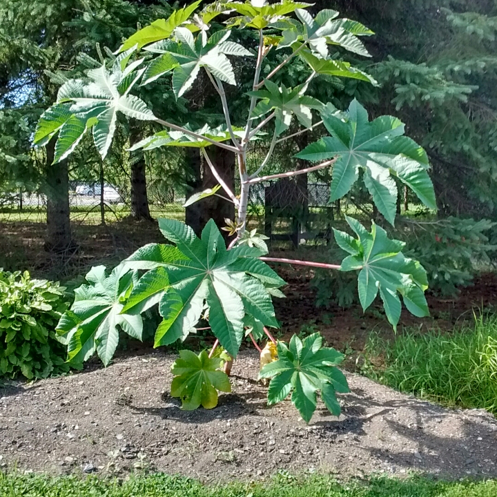 Plant image Ricinus communis 'Carmencita'