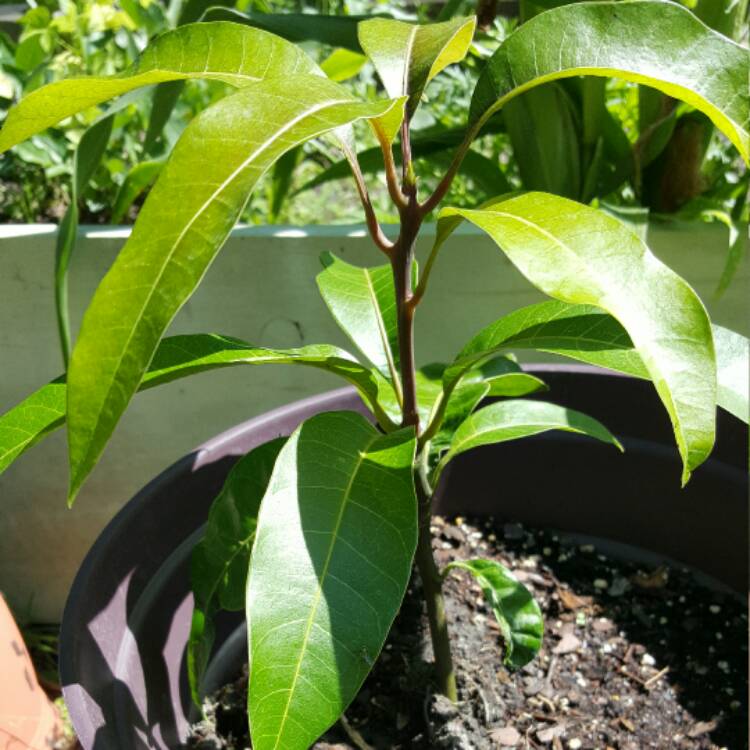 Plant image Mangifera Indica