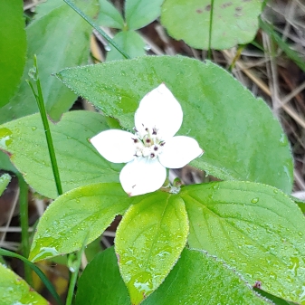 Trillium