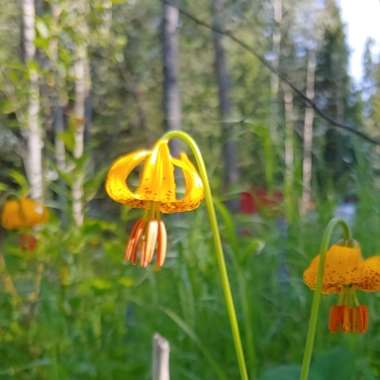 Lily (Species) Columbia Lily