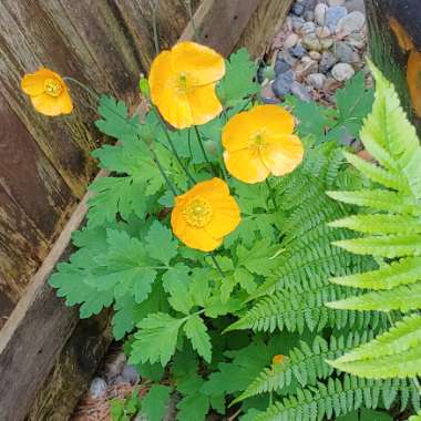 Welsh Poppy