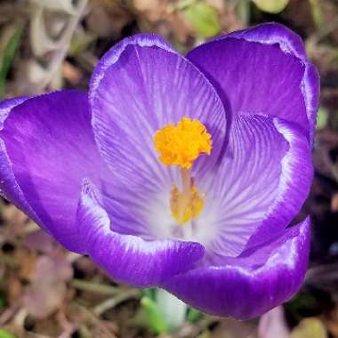 Crocus tommasinianus 'Barr's Purple'