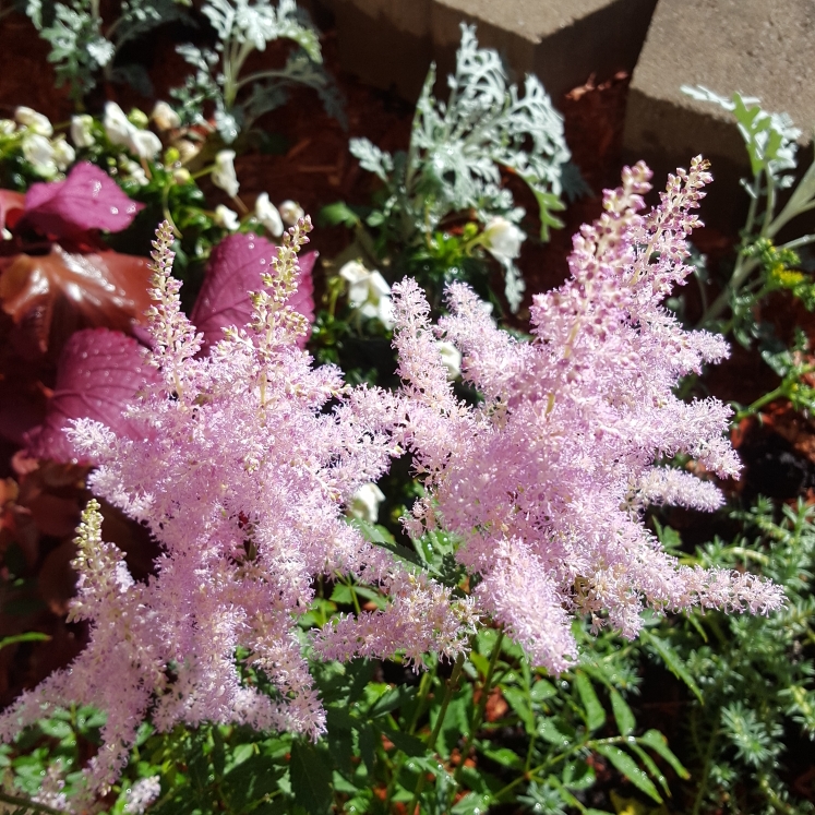 Plant image Astilbe x japonica 'Europa'