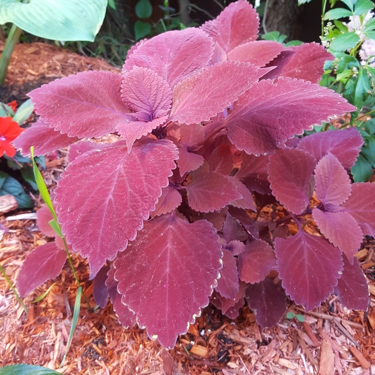 Plant image Plectranthus scutellarioides 'FlameThrower™ Chili Pepper'