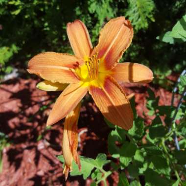 Daylily (Species) Common Orange Daylily