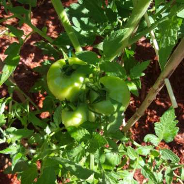 Tomato 'Big Boy'