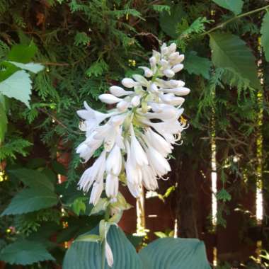 Plantain Lily 'Blue Angel'