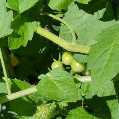 Bush Tomato 'Terenzo' (Cherry Tomato)