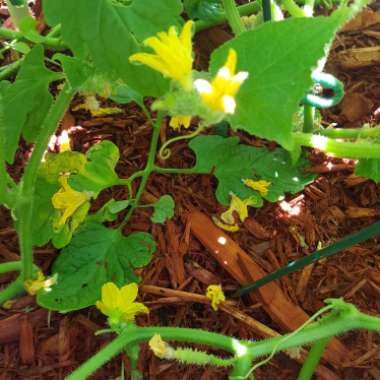 Cucumber 'Burpless'