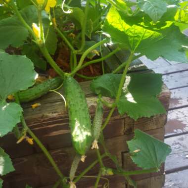 Cucumber 'Burpless'