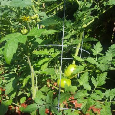 Tomato 'Big Boy'