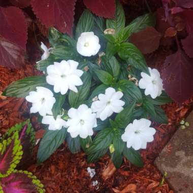 New Guinea Impatiens