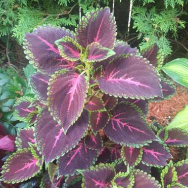 Coleus