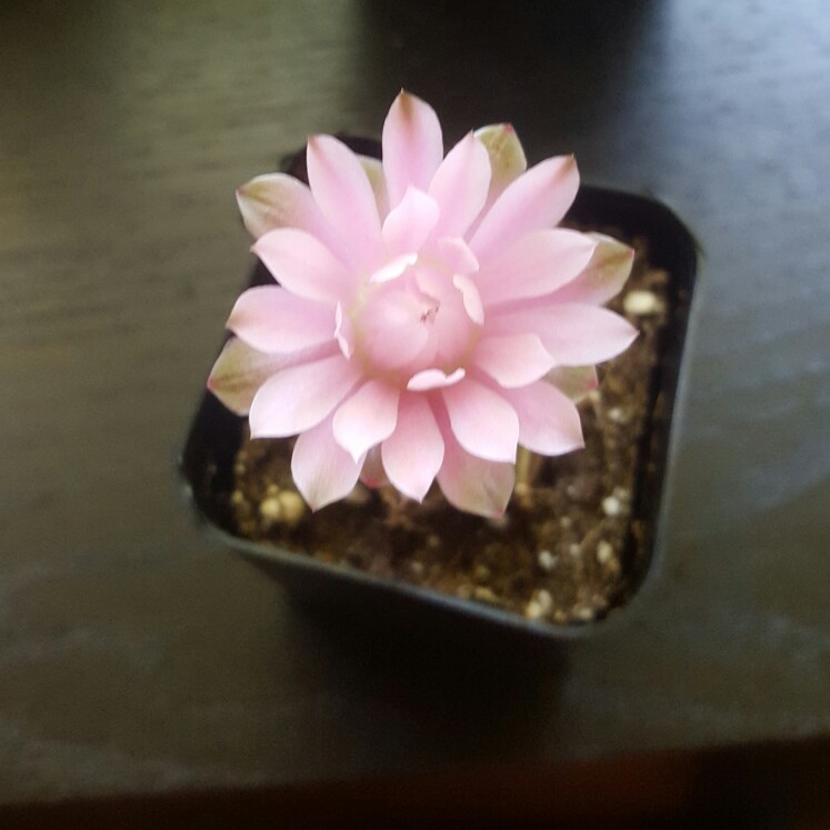 Purple moon Cactus