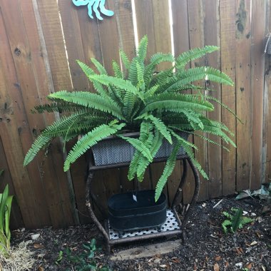 Boston Fern