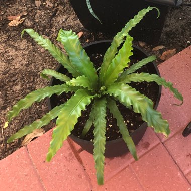 Birds Nest Fern 'Victoria'