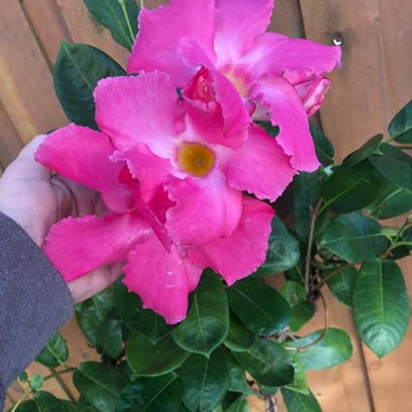 Mandevilla 'Alice du Pont'