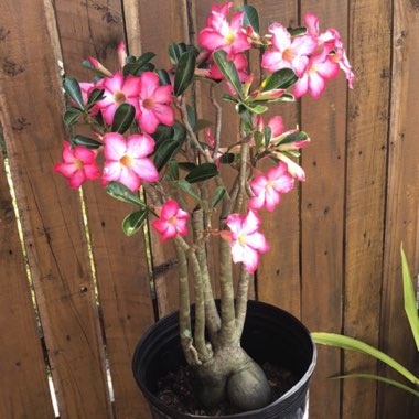 Desert Rose