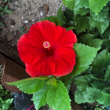 Tropical Hibiscus