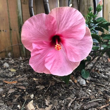 Tropical Hibiscus