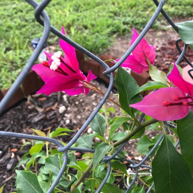 Bougainvillea