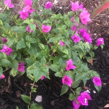 Bougainvillea 'Alexandra'