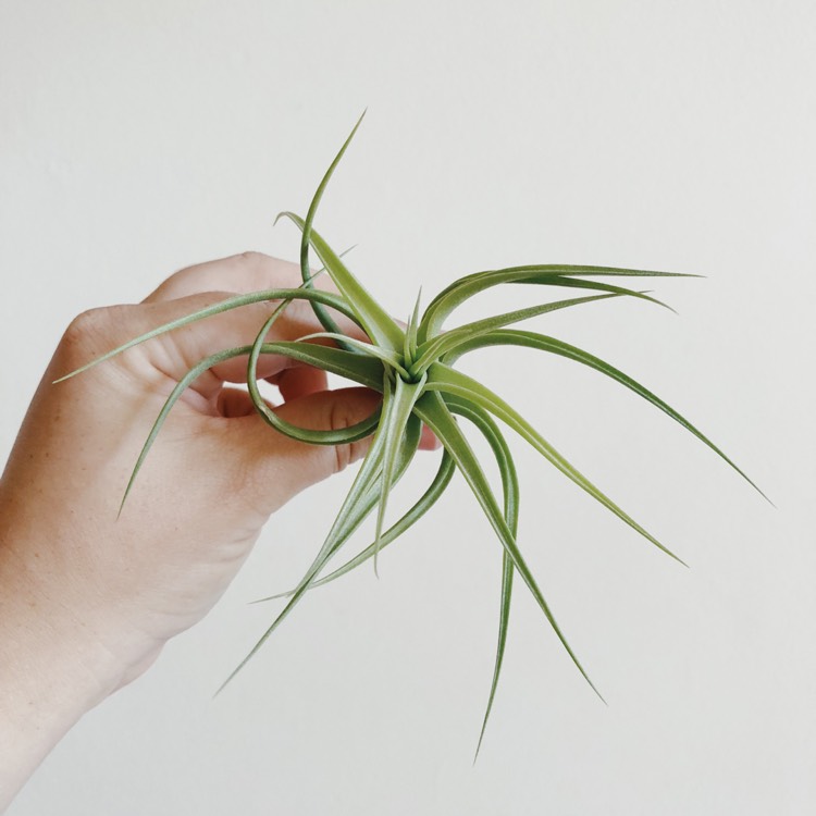 Plant image Tillandsia bergeri