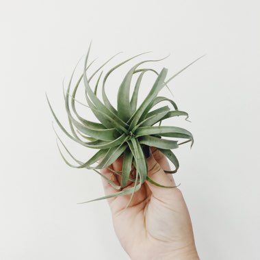 Tillandsia xerographica