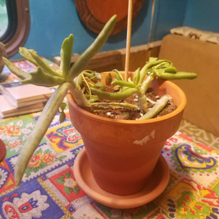 Plant image Cotyledon orbiculata 'Elk Horns'