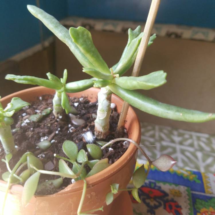 Plant image Cotyledon orbiculata 'Elk Horns'