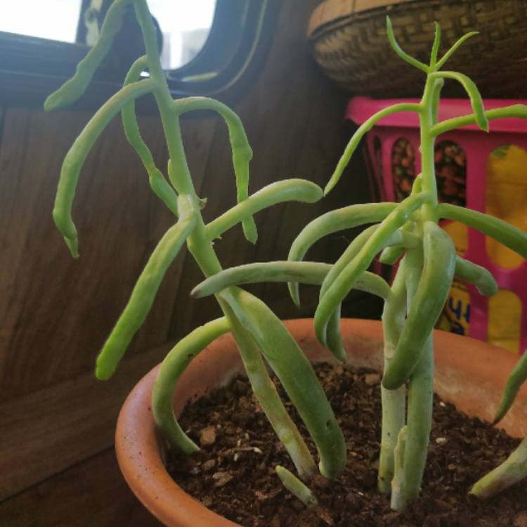 Plant image Cotyledon Orbiculata var. Oblongata