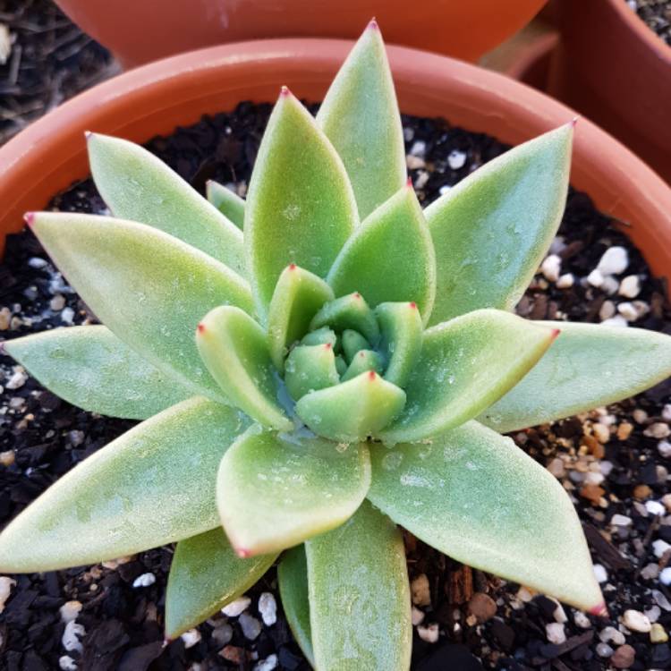 Plant image Echeveria Agavoides Corderoyi