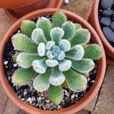 Echeveria Setosa var. Setosa