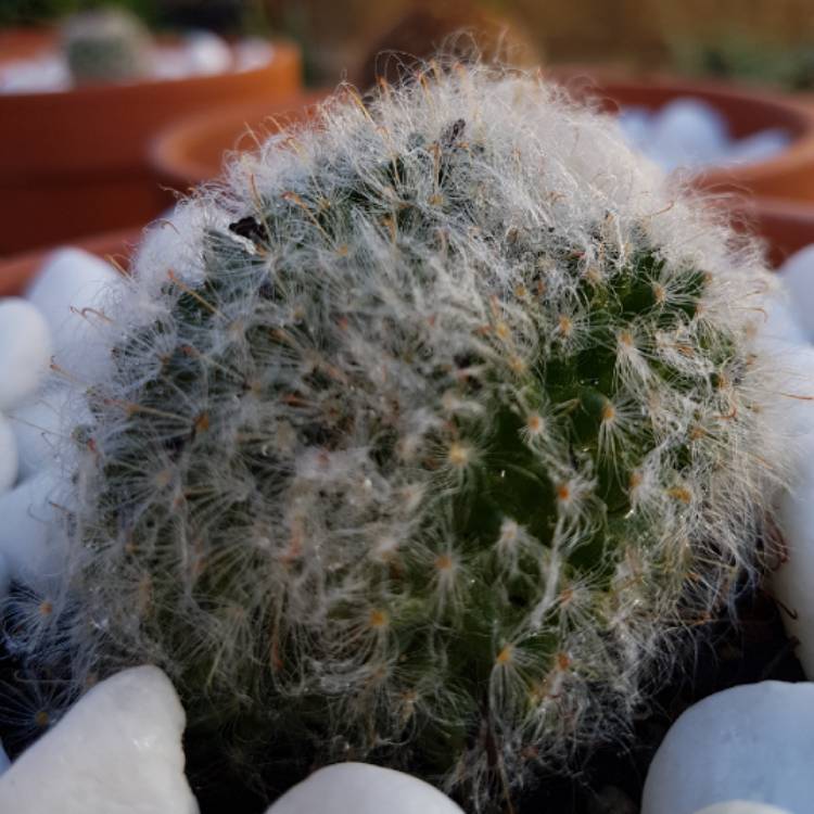 Plant image Mammillaria bocasana 'Crested'