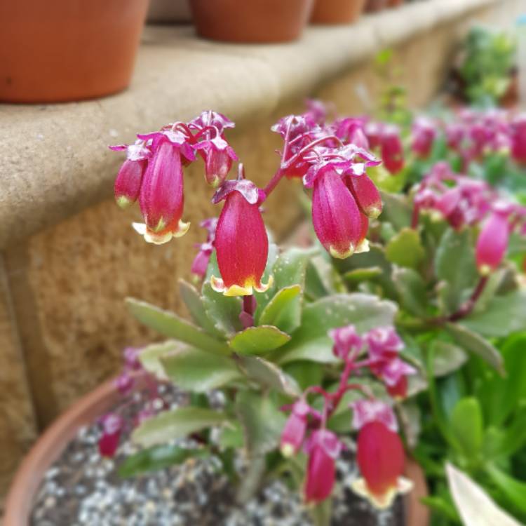 Plant image Kalanchoe 'Pixie Bells'