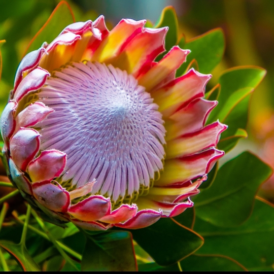 Plant image Protea cynaroides