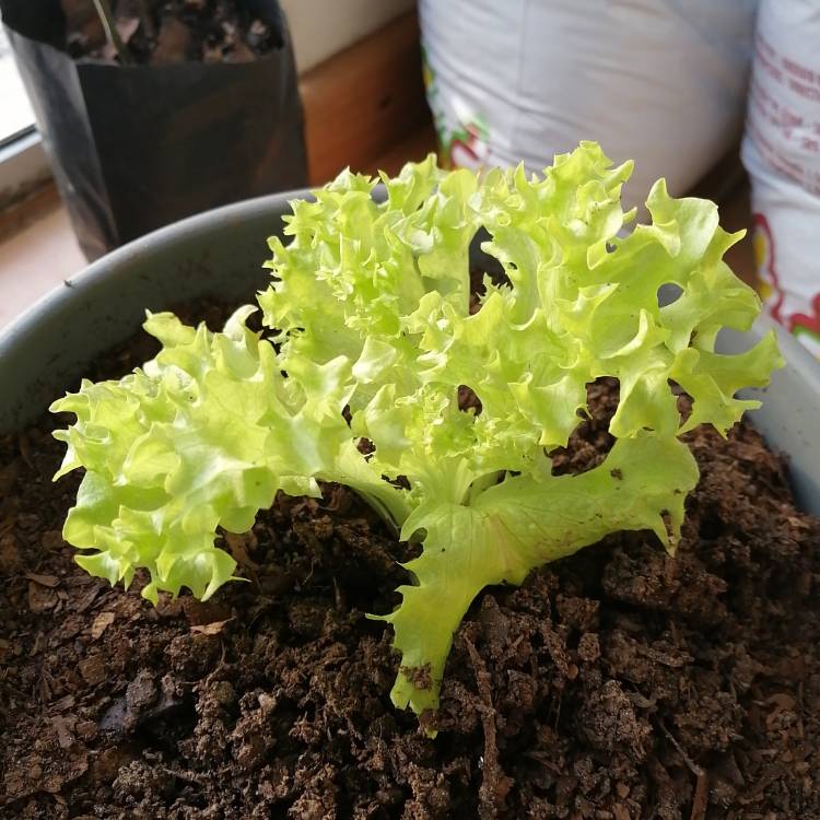 Plant image Lactuca Sativa 'Grand Rapids'