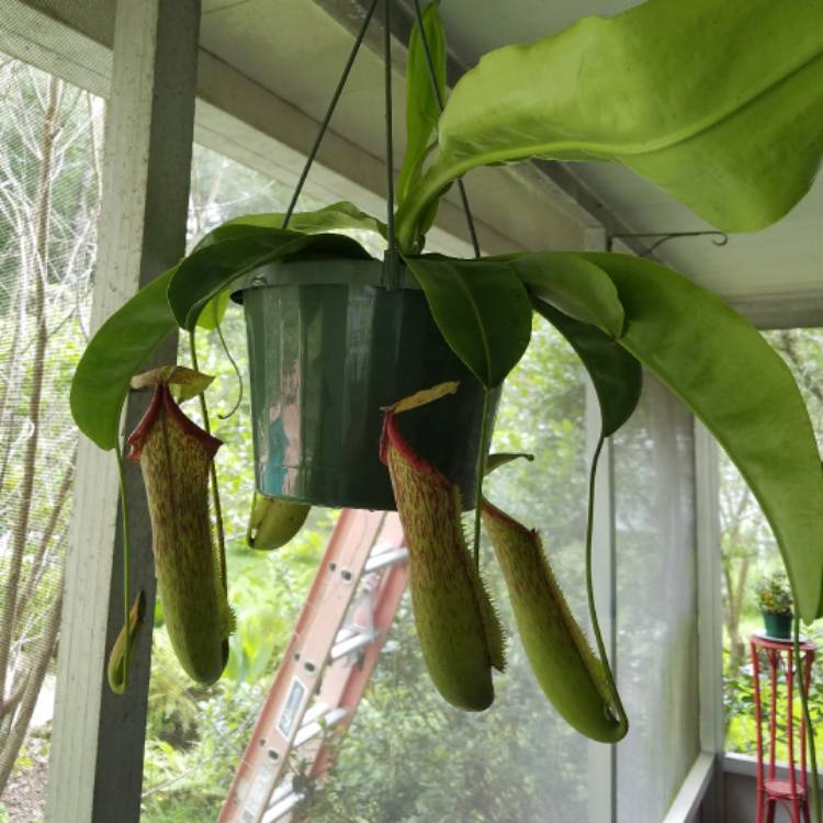 Plant image Nepenthes ampullaria x