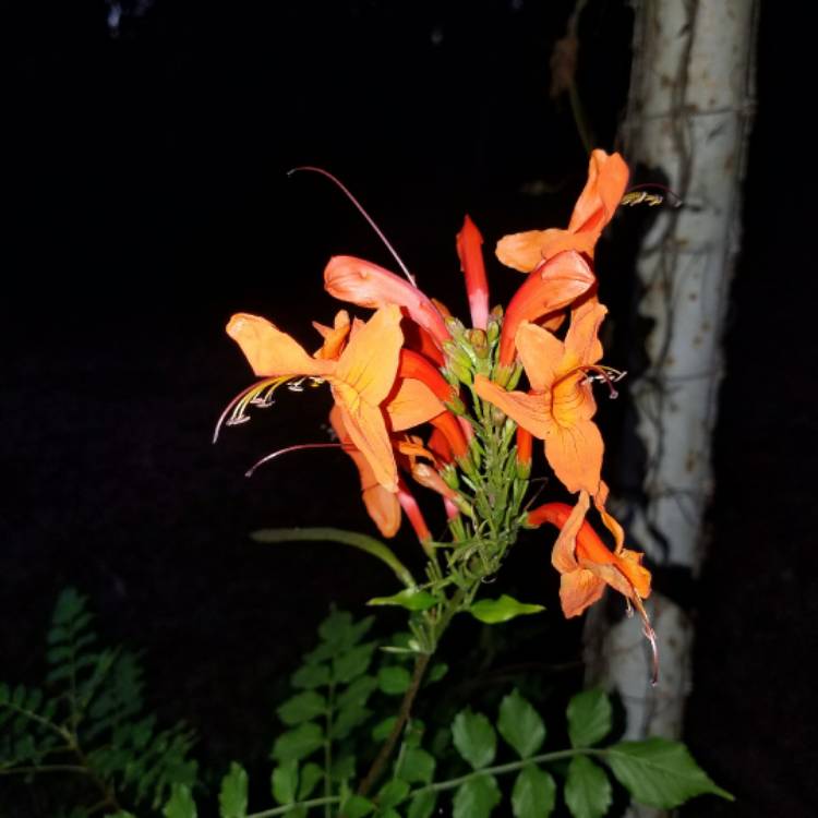 Plant image Tecoma Capensis