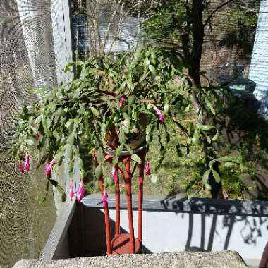 Christmas Cactus