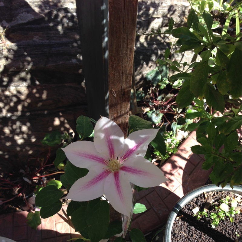 Plant image Clematis 'Andromeda'