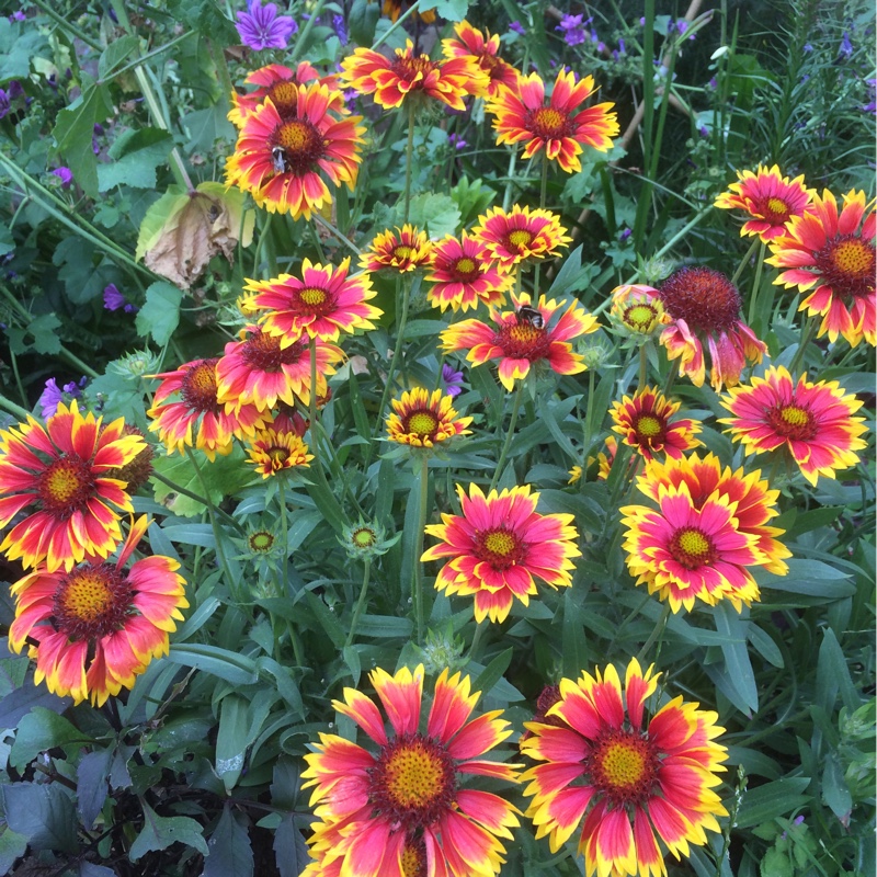 Blanket Flower 'Dazzler'