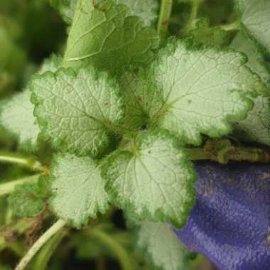 Spotted Deadnettle