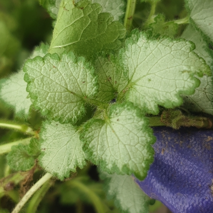 Plant image Lamium Maculatum 'White Nancy'