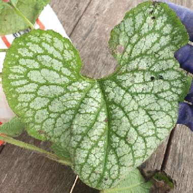 Siberian Bugloss 'Jack Frost'