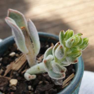 Snow White Panda Plant