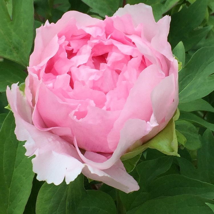 Paeonia x suffruticosa 'Kamada-fuji' syn. Paeonia x suffruticosa ...