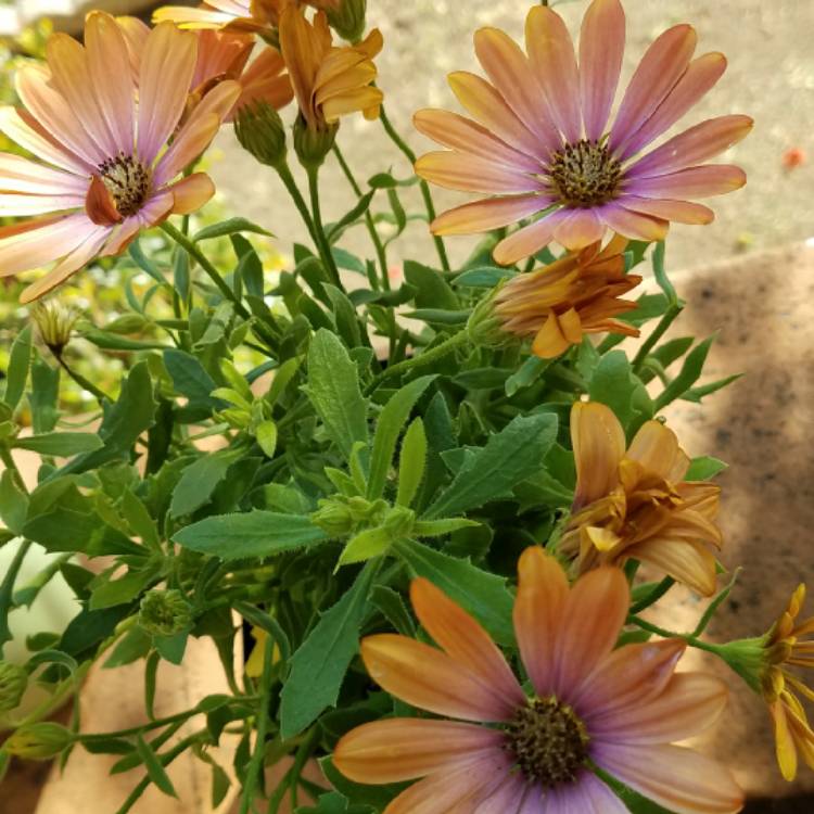 Plant image Osteospermum ecklonis 'Zion™ Apricot Pink'