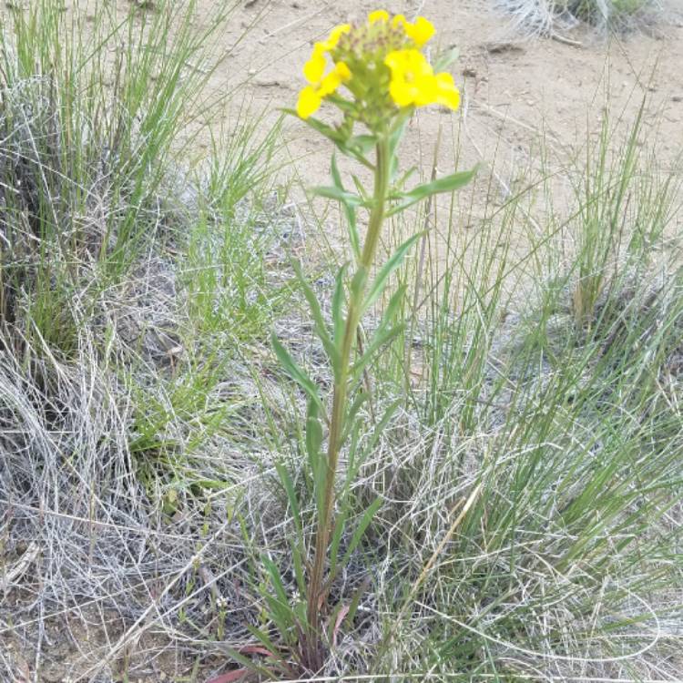 Plant image Erysimum capitatum