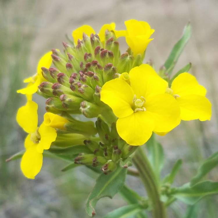 Plant image Erysimum capitatum